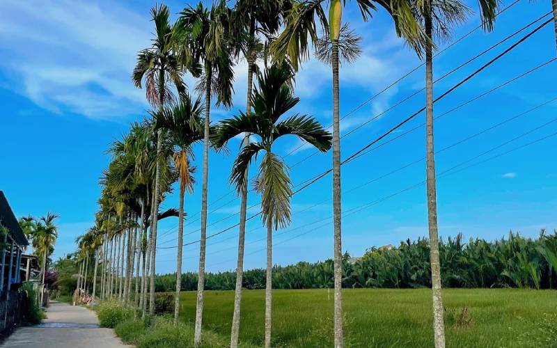 Mê đắm Trà Nhiêu